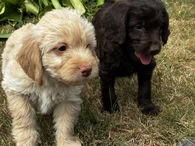 Beautiful Labradoodle puppies in Wicklow