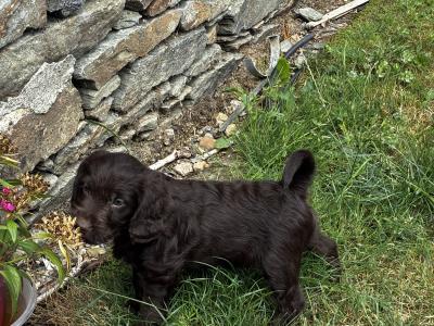 Beautiful Labradoodle puppies in Wicklow