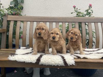 Golden Cocker Spaniel puppies