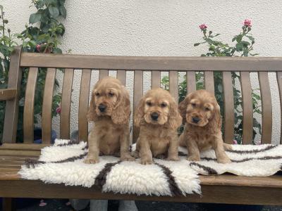 Golden Cocker Spaniel puppies