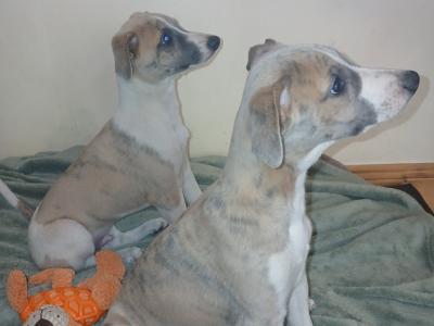 2 Fawn Blue Brindle male Whippets
