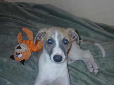 2 Fawn Blue Brindle male Whippets