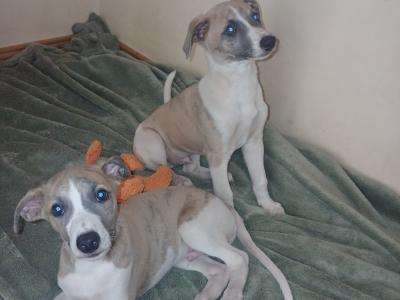 2 Fawn Blue Brindle male Whippets