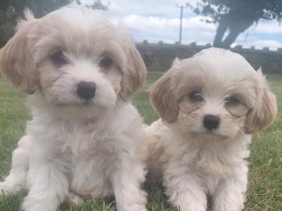 Female Cavachon puppy in Galway