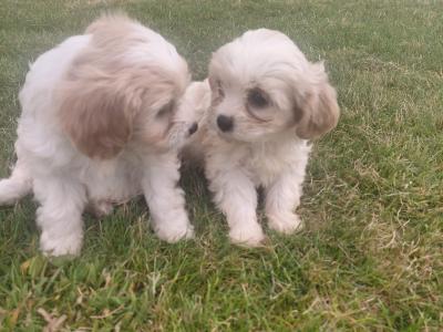 Female Cavachon puppy in Galway