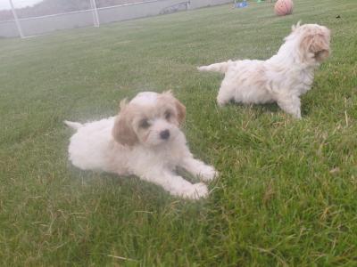 Female Cavachon puppy in Galway