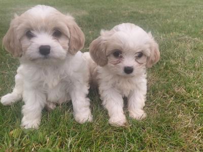 Female Cavachon puppy in Galway