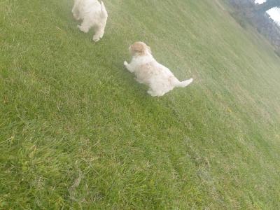 Female Cavachon puppy in Galway