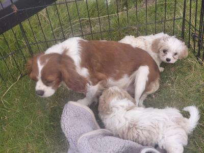 Female Cavachon puppy in Galway