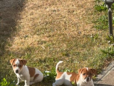 Jack Russell puppies in Carlow €550