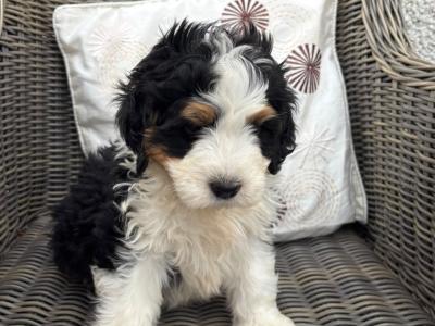 Bernedoodle puppies in Tyrone