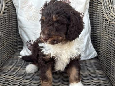Bernedoodle puppies in Tyrone