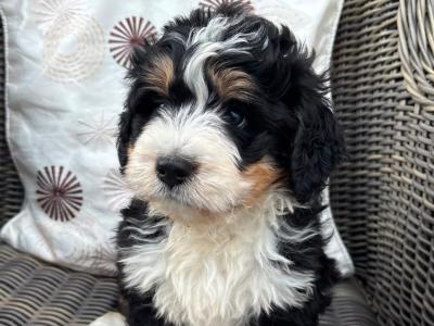 Bernedoodle puppies in Tyrone