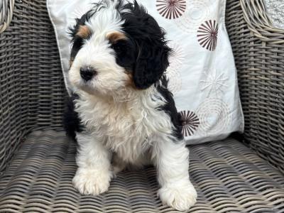 Bernedoodle puppies in Tyrone