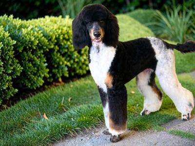 Bernedoodle puppies in Tyrone
