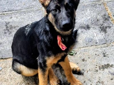 Purebred German Shepherd puppies in Tipperary