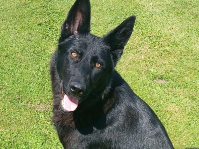 12 month old beautiful Black female German Shepherd