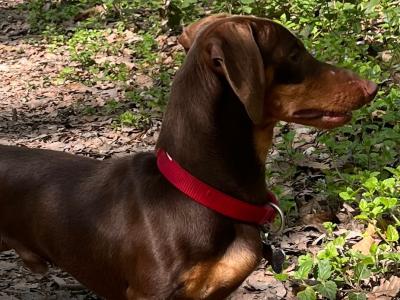 Miniature Dachshund Stud