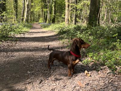 Miniature Dachshund Stud