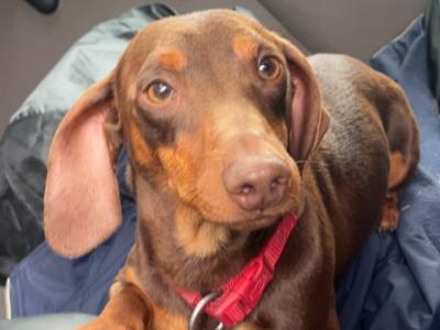 Miniature Dachshund Stud