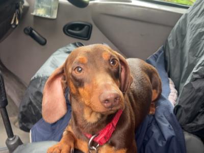 Miniature Dachshund Stud