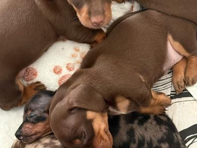Miniature Dachshund Stud