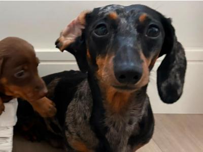 Miniature Dachshund Stud