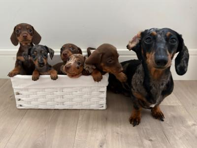 Miniature Dachshund Stud