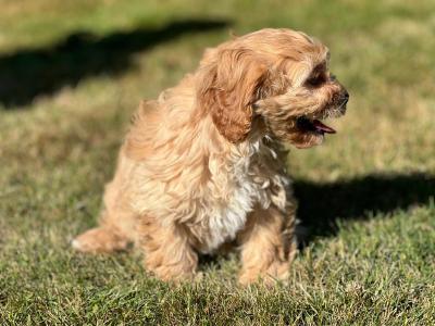 Cavachon puppies in Wicklow 🐶 1 male left