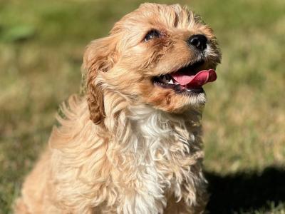 Cavachon puppies in Wicklow 🐶 1 male left