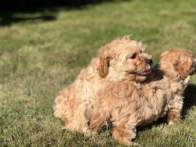 Cavachon puppies in Wicklow 🐶 1 male left