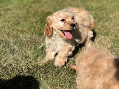 Cavachon puppies in Wicklow 🐶 1 male left