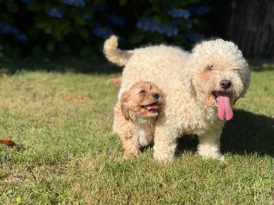 Cavachon puppies in Wicklow 🐶 1 male left
