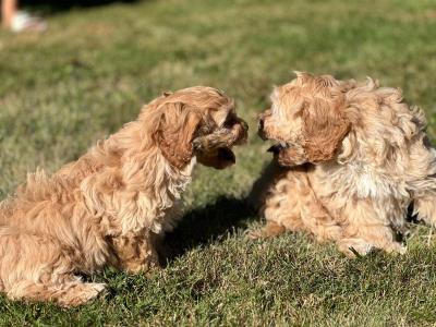 Cavachon puppies in Wicklow 🐶 1 male left