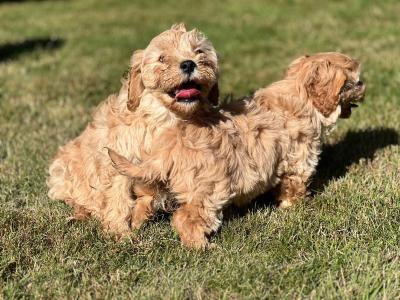 Cavachon puppies in Wicklow 🐶 1 male left