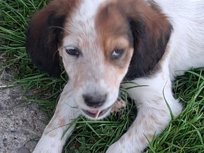 English setters