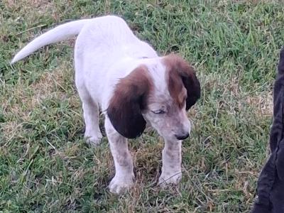 English setters