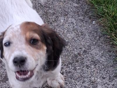 English setters