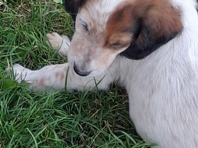 English setters