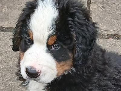 Bernese Mountain Dog puppies in Kildare