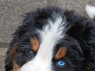 Bernese Mountain Dog puppies in Kildare