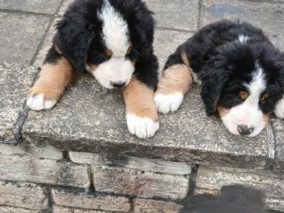 Bernese Mountain Dog puppies in Kildare