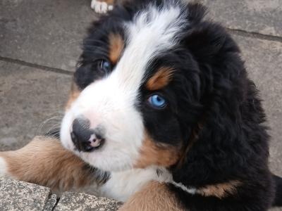 Bernese Mountain Dog puppies in Kildare