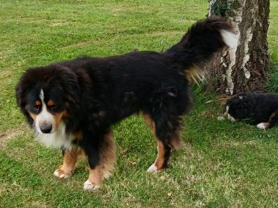 Bernese Mountain Dog puppies in Kildare