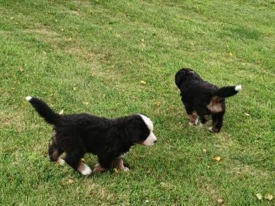 Bernese Mountain Dog puppies in Kildare
