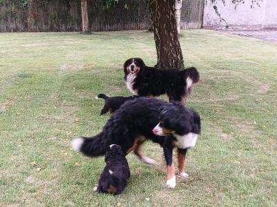 Bernese Mountain Dog puppies in Kildare