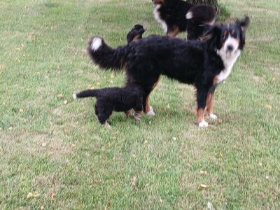 Bernese Mountain Dog puppies in Kildare