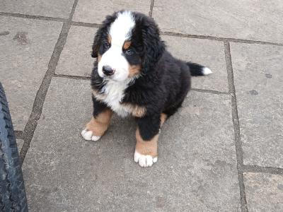 Bernese Mountain Dog puppies in Kildare