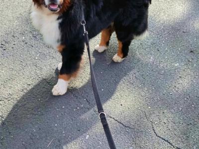 Bernedoodle puppies in Tyrone