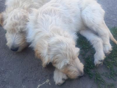 Goldendoodle x Irish Doodle puppies in Tipperary